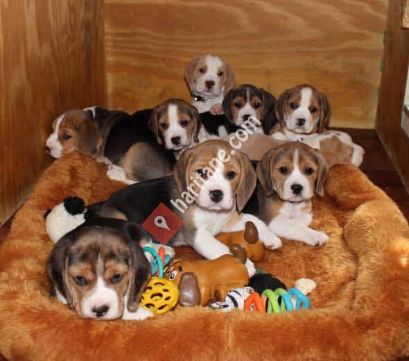 Satılık beagle yavrusu
