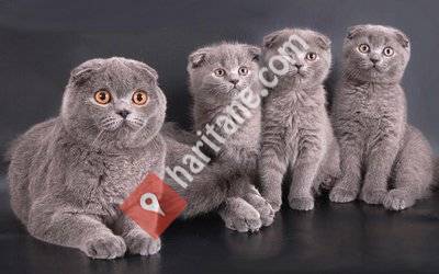 Satılık scottish fold kedi yavruları