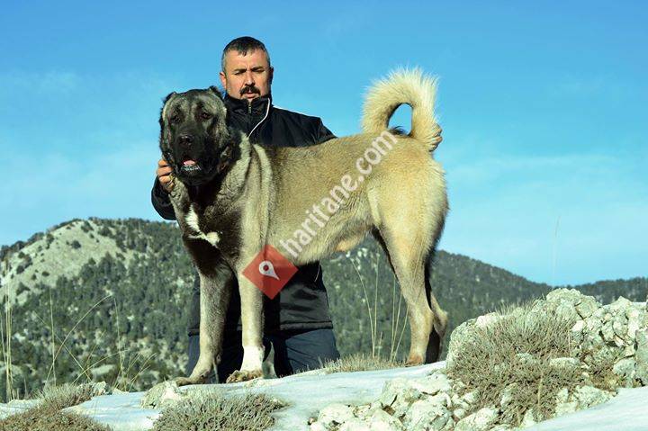Tatar Kennel Anatolian Shepherd Dog