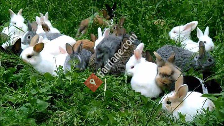 Tavşan Dünyası Watsapp