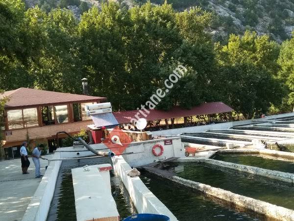 Tekir Alabalık Tesisleri/Tekir/Kahramanmaraş