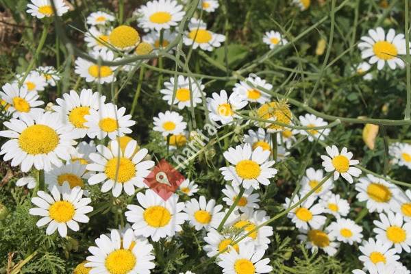 Tekir Fidancılık Ormancılık Hayvancılık Turizm Gıda San. Tic. Ltd.Şti.