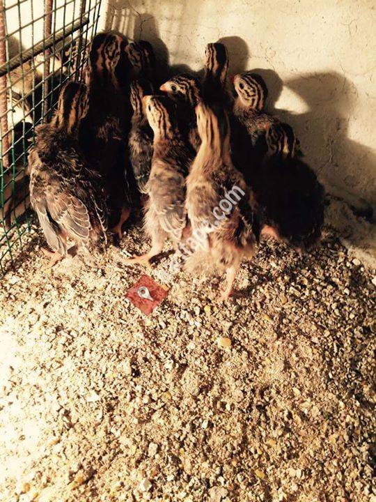 Tokat Tavuğu Üretim Çiftliği