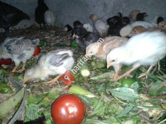 Trabzon SEMİZ Yumurta tavuk horoz