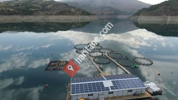 Tuğçe Balıkçılık Avrupa Yayın Balığı Üretimi