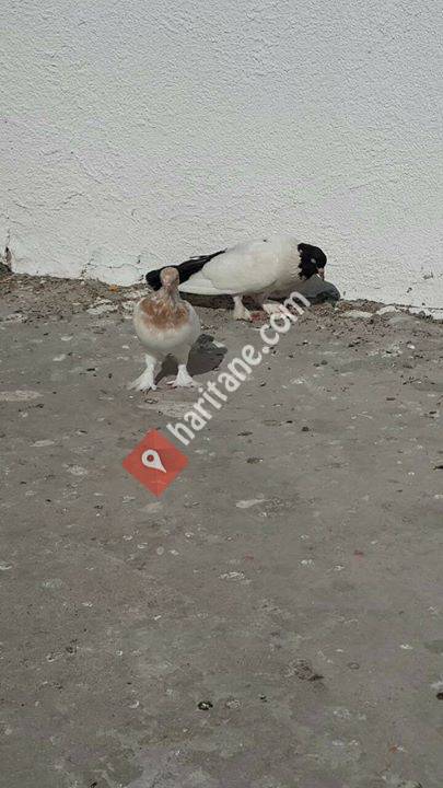 Türkiye  Güvercin  severler sayfası