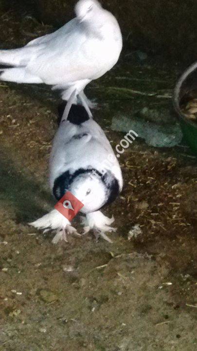 VaN GökÇü Ve Taklacı kuşları