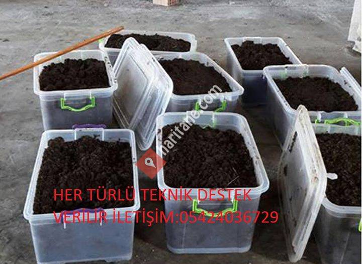 Van Kırmızı Kaliforniya Solucanı