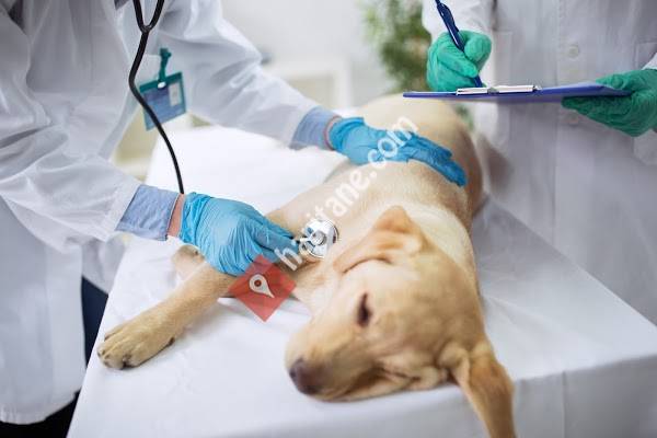 Vega Veteriner Klinigi Beylikduzu