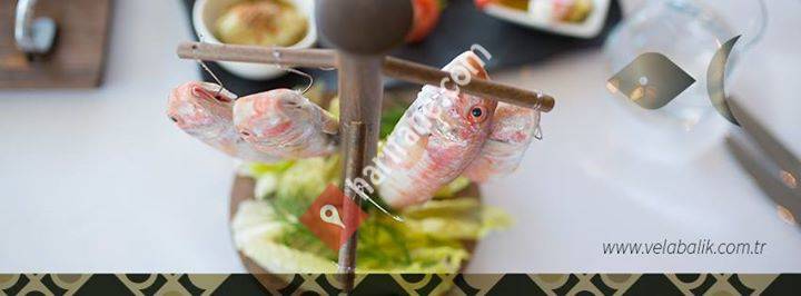 Vela Balık / Seafood