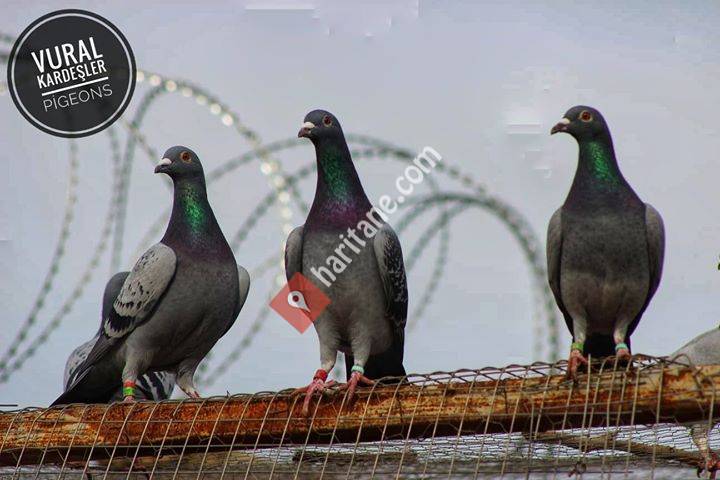 Vural Kardeşler Pigeons