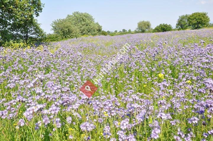 Yalçin Aricilik BAL Ticaret
