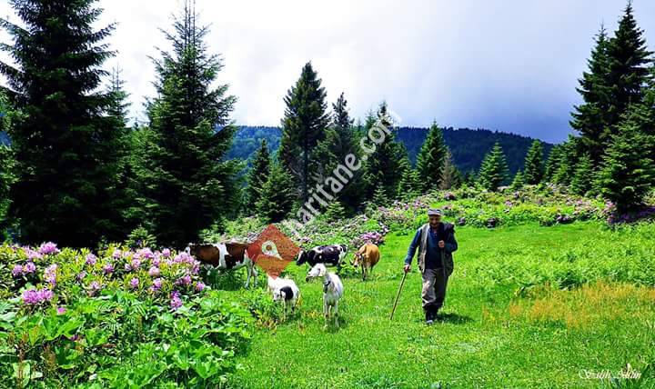 YAYLA Vakfikebir Ekmek Fırını
