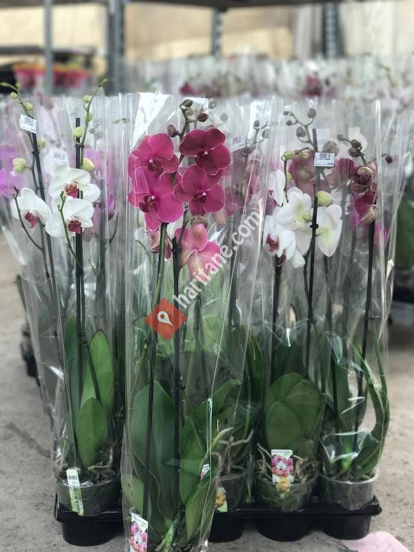 Yıldız Botanik Süs Bitkileri Üretim İthalat Ve Pazarlama