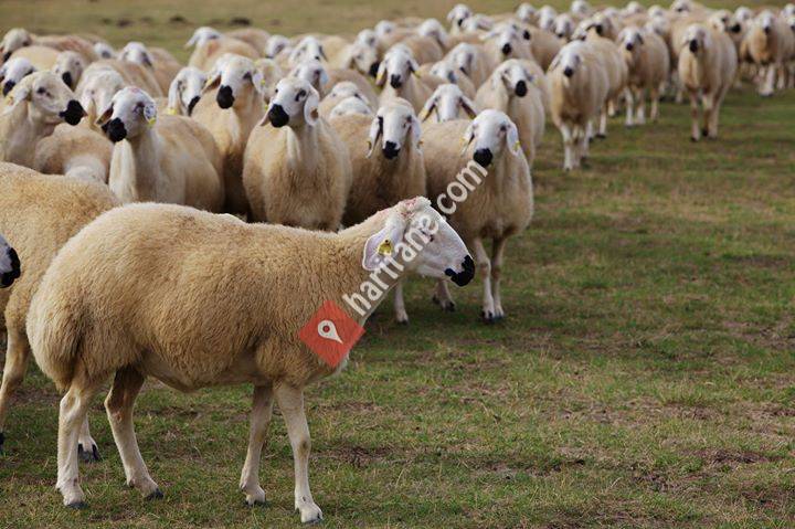 Yozgat Damızlık Koyun Keçi Yetiştiricileri Birliği