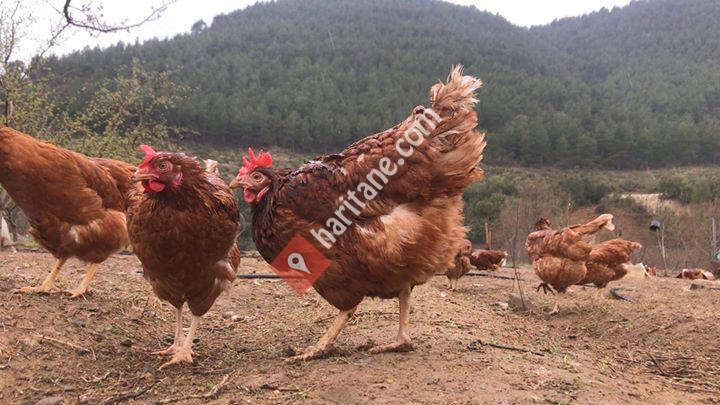 YUMİ Gezen Tavuk Yumurtası-Isparta