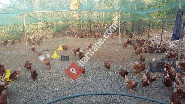 Zaferin Organik Tavuk Çiftliği